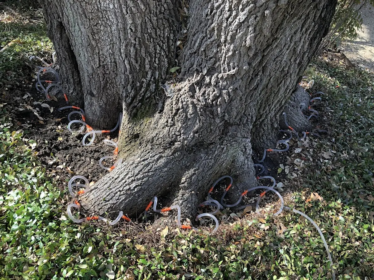 Detailed Tree Cabling and Bracing job site in Diamond