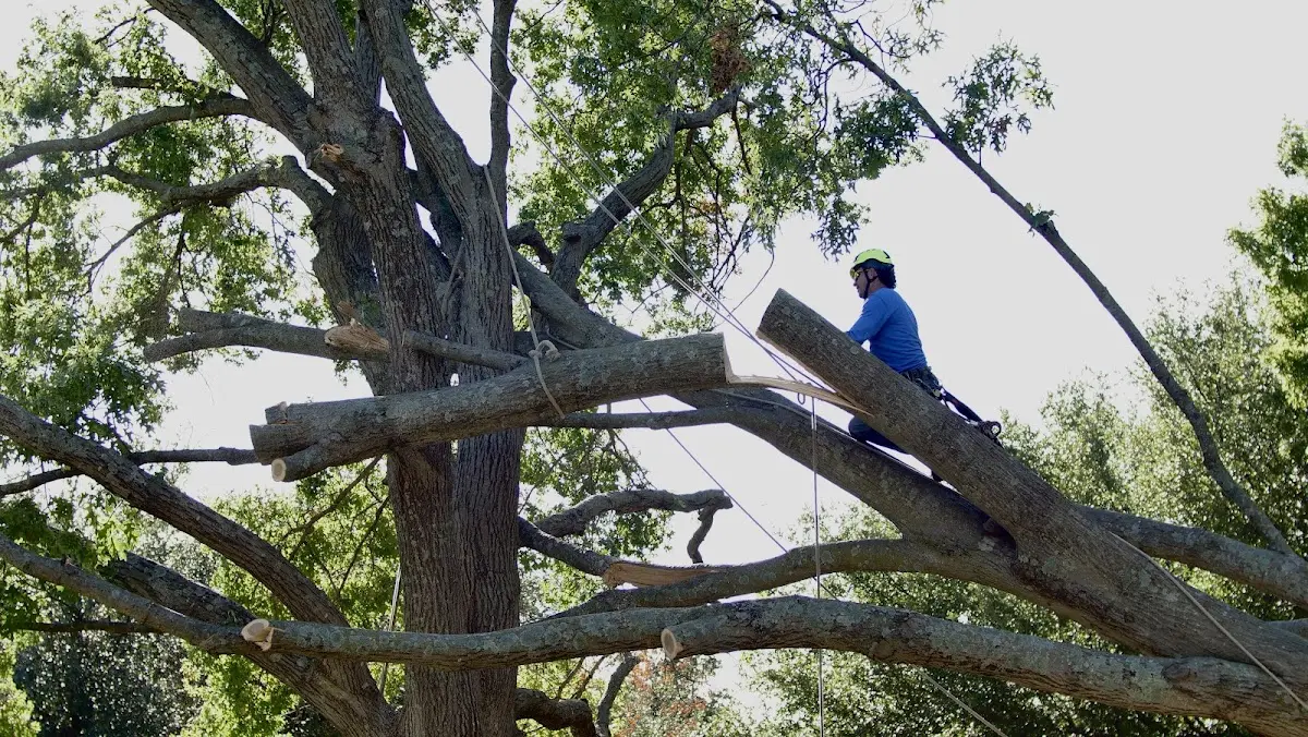Professional Crown Thinning performed by certified arborists in Diamond